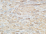 RGS16 rabbit pAb 50µL/100µL
