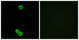 Ribosomal Protein L3L rabbit pAb