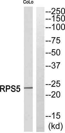 Ribosomal Protein S5 rabbit pAb