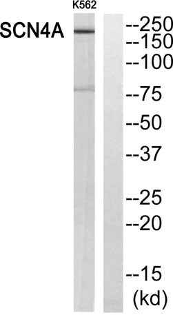 Na+ CP type IVα rabbit pAb