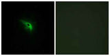 p53AIP1 rabbit pAb