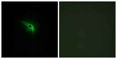 p53AIP1 rabbit pAb