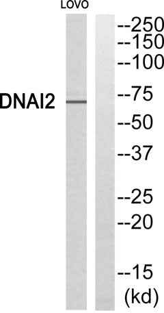 Dynein IC2 rabbit pAb