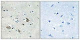 MRP-L32 rabbit pAb