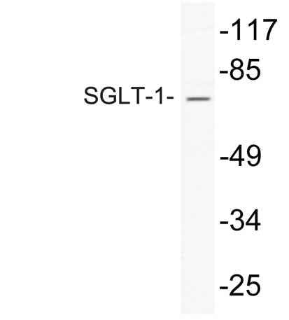 SGLT-1 rabbit pAb