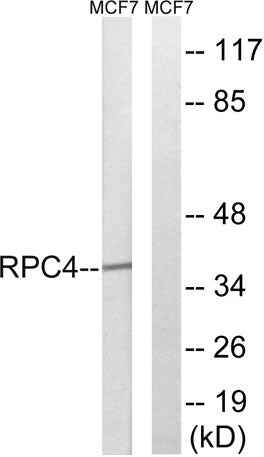 POLR3D rabbit pAb
