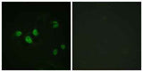 Sp1 (phospho Thr453) rabbit pAb