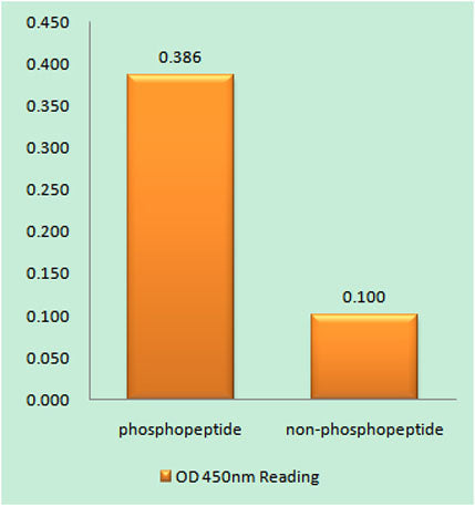 Raf-B (phospho Thr753) rabbit pAb 50µL/100µL
