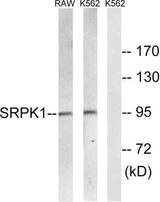 SRPK1 rabbit pAb