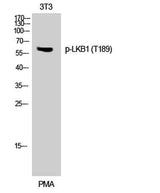 LKB1 (phospho Thr189) rabbit pAb