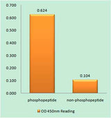 Synapsin I (phospho Ser605) rabbit pAb