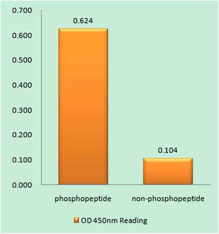 Synapsin I (phospho Ser605) rabbit pAb