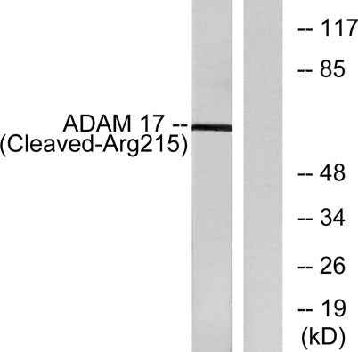Cleaved-TACE (R215) rabbit pAb