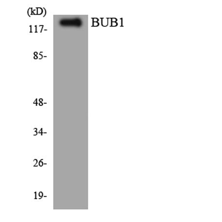 BUB1 rabbit pAb 50µL/100µL