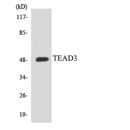 TEF-5 rabbit pAb
