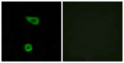 TNFα-IP 2 rabbit pAb