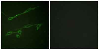 Vav2 (phospho Tyr142) rabbit pAb