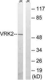 VRK2 rabbit pAb