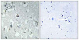 14-3-3 η rabbit pAb