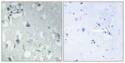 14-3-3 η rabbit pAb