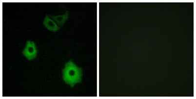 Olfactory receptor 5H6 rabbit pAb