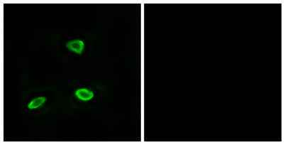 Olfactory receptor 52N1 rabbit pAb