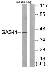 GAS41 rabbit pAb
