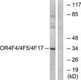 Olfactory receptor 4F4/4F5/4F17 rabbit pAb