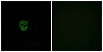 Olfactory receptor 2AE1 rabbit pAb