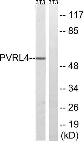 Nectin 4 rabbit pAb