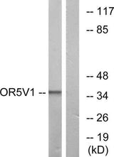 Olfactory receptor 5V1 rabbit pAb