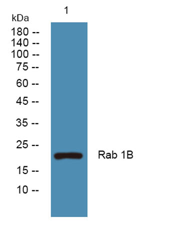 Rab 1B rabbit pAb 50µL/100µL