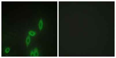 Protocadherin-11 rabbit pAb