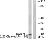 Cleaved-Caspase-1 p20 (N120) rabbit pAb