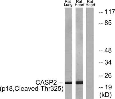 Cleaved-Caspase-2 p18 (T325) rabbit pAb
