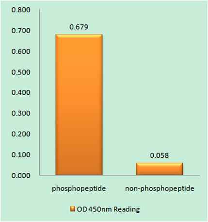 Histone H3 (phospho Thr11) rabbit pAb