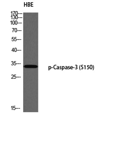Caspase-3 (phospho Ser150) rabbit pAb 50µL/100µL