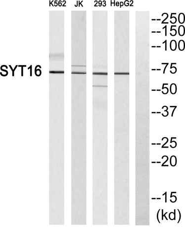 Synaptotagmin XVI rabbit pAb