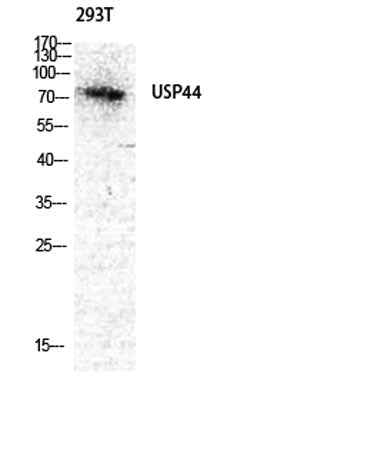 USP44 rabbit pAb