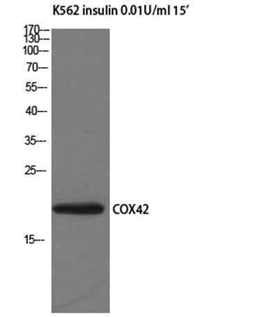 COX4I2 rabbit pAb