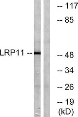 LRP11 rabbit pAb
