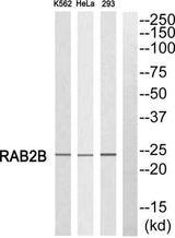 Rab 2B rabbit pAb