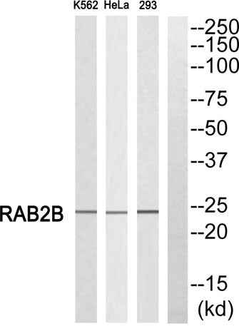 Rab 2B rabbit pAb