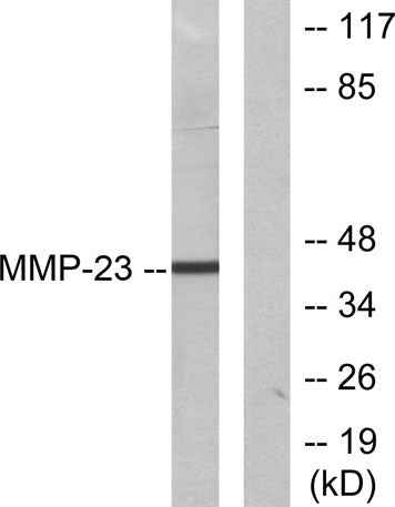 MMP-23 rabbit pAb