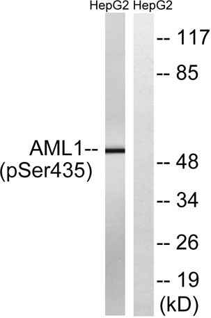 RUNX1 (phospho Ser435) rabbit pAb