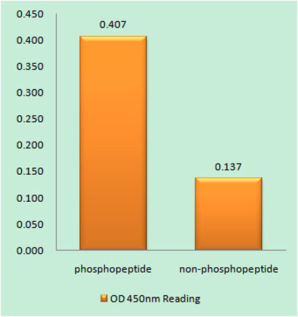 Cbl (phospho Tyr700) rabbit pAb 50µL/100µL