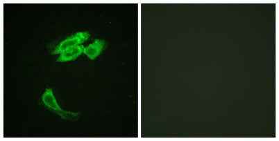 PEA-15 rabbit pAb