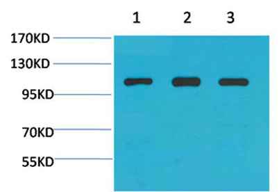 Actinin-α1 rabbit pAb