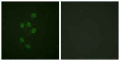 HDAC3 (phospho Ser424) rabbit pAb