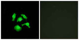 TSC-22 rabbit pAb